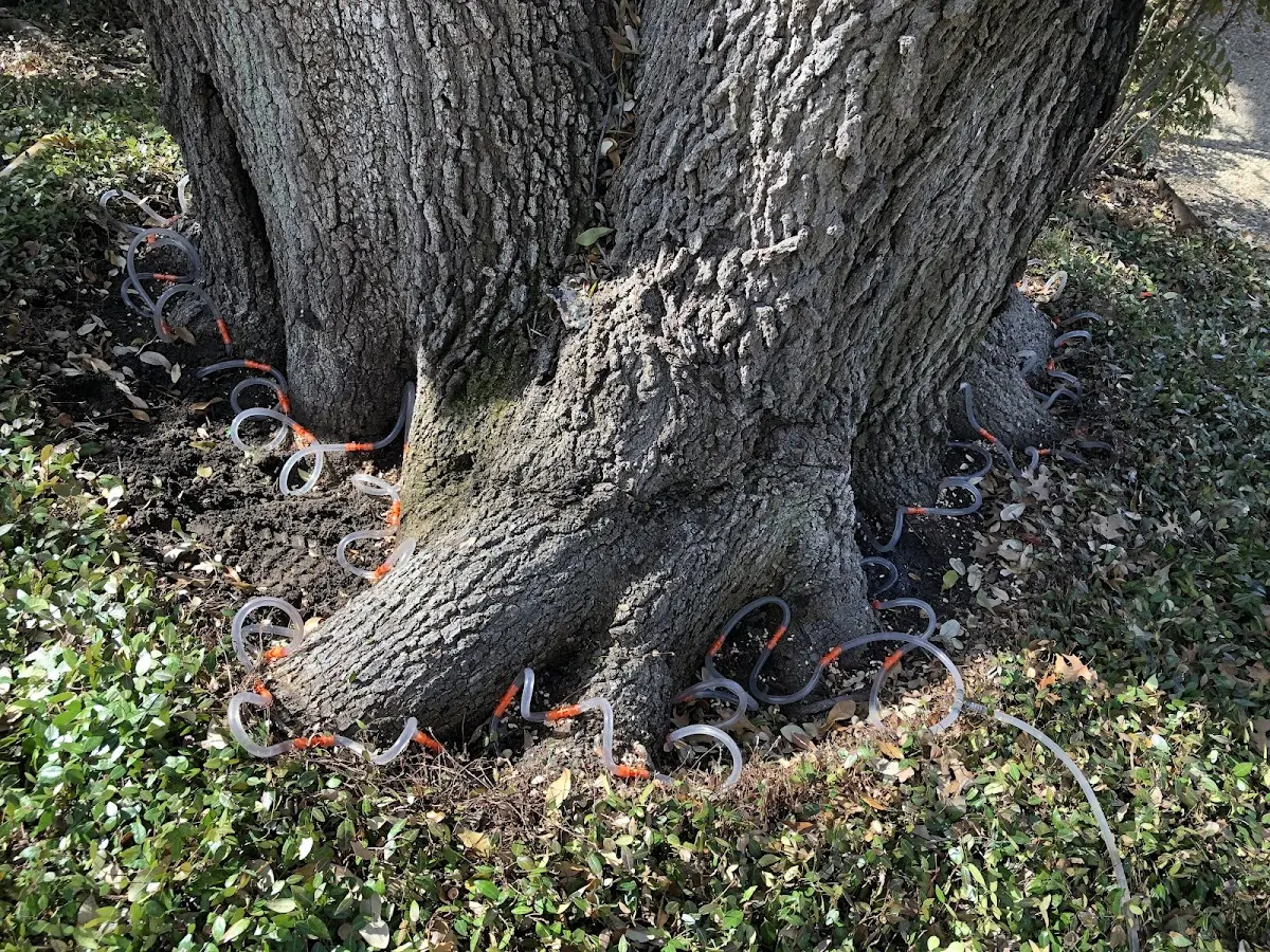 Detailed Tree Cabling and Bracing job site in Paola