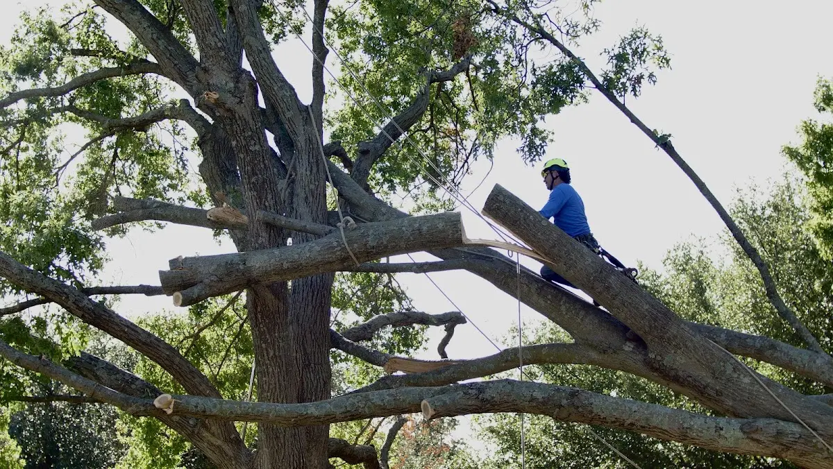 Professional Hazardous Tree Removal performed by certified arborists in Paola