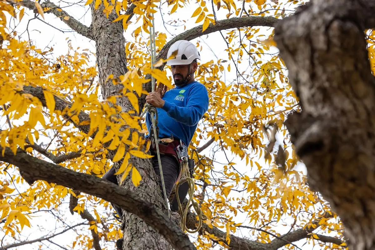 Skilled Tree Pruning crew working in Paola