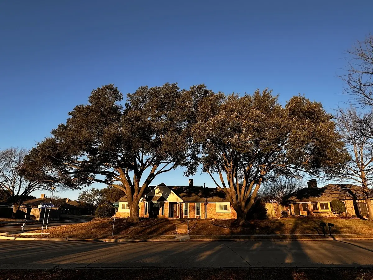 Established residential canopy tree shading a home in Paola